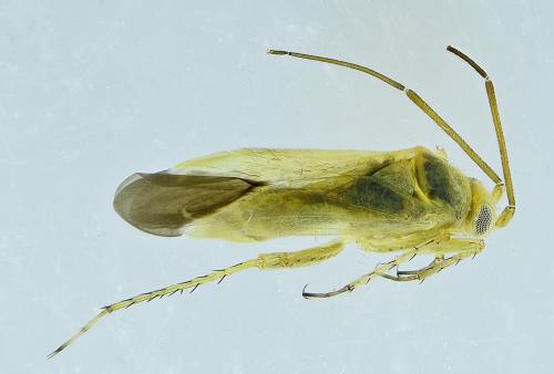 Réf. 275 689 : Tuponia sp.